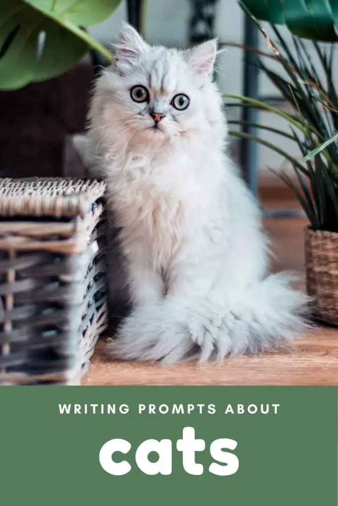 creative writing of cat