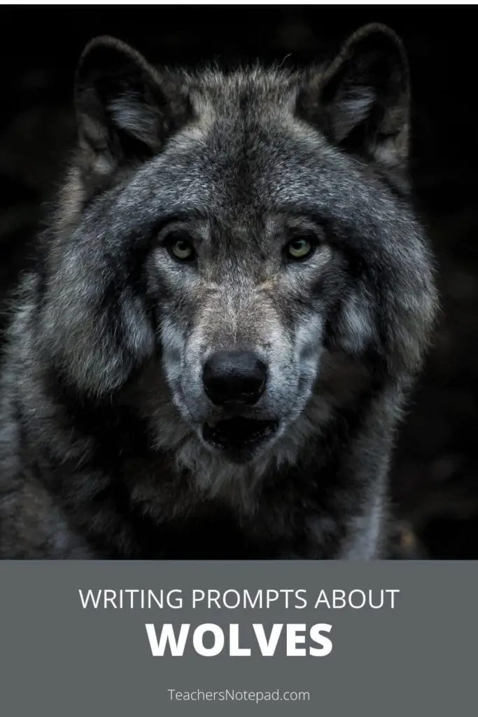 creative writing description of a wolf